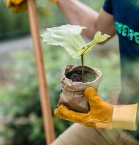 Acciones de forestación
